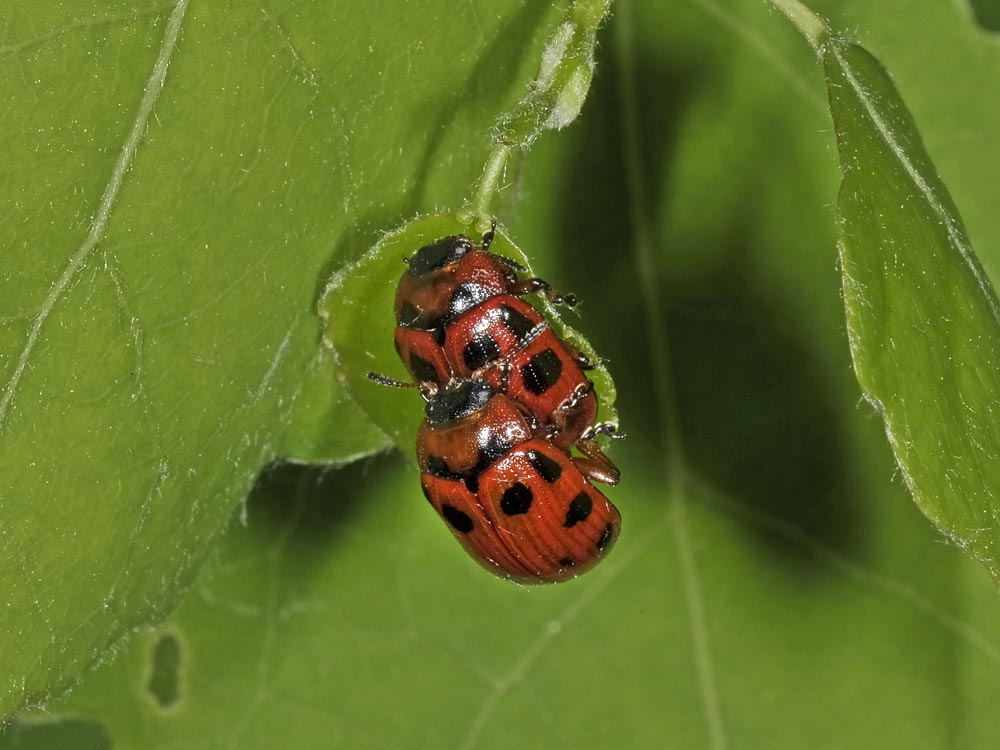 Gonioctena decemnotata